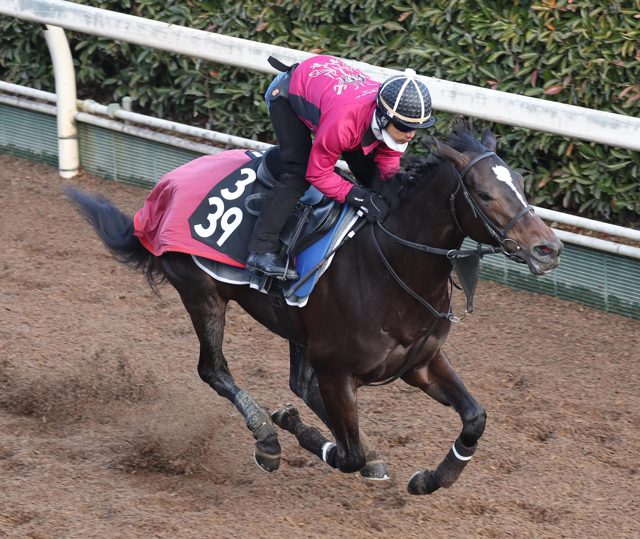 坂路を単走で追い切るクイーンズウォーク（撮影・白石智彦）