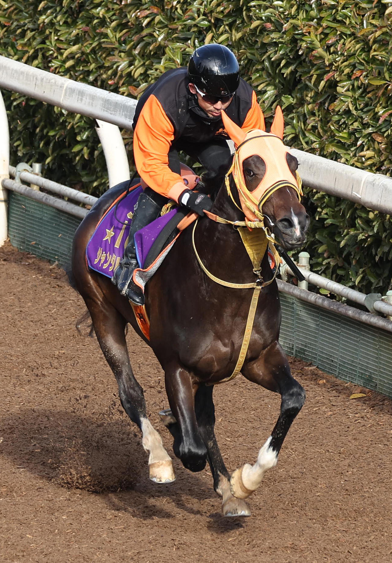 坂路を単走で追い切るジャンタルマンタル（撮影・白石智彦）
