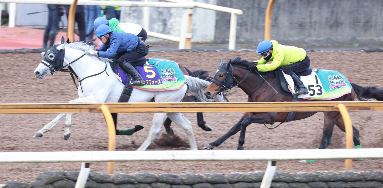 長岡騎手を背にCウッドを3頭併せで追い切るガイアフォース（左）　
