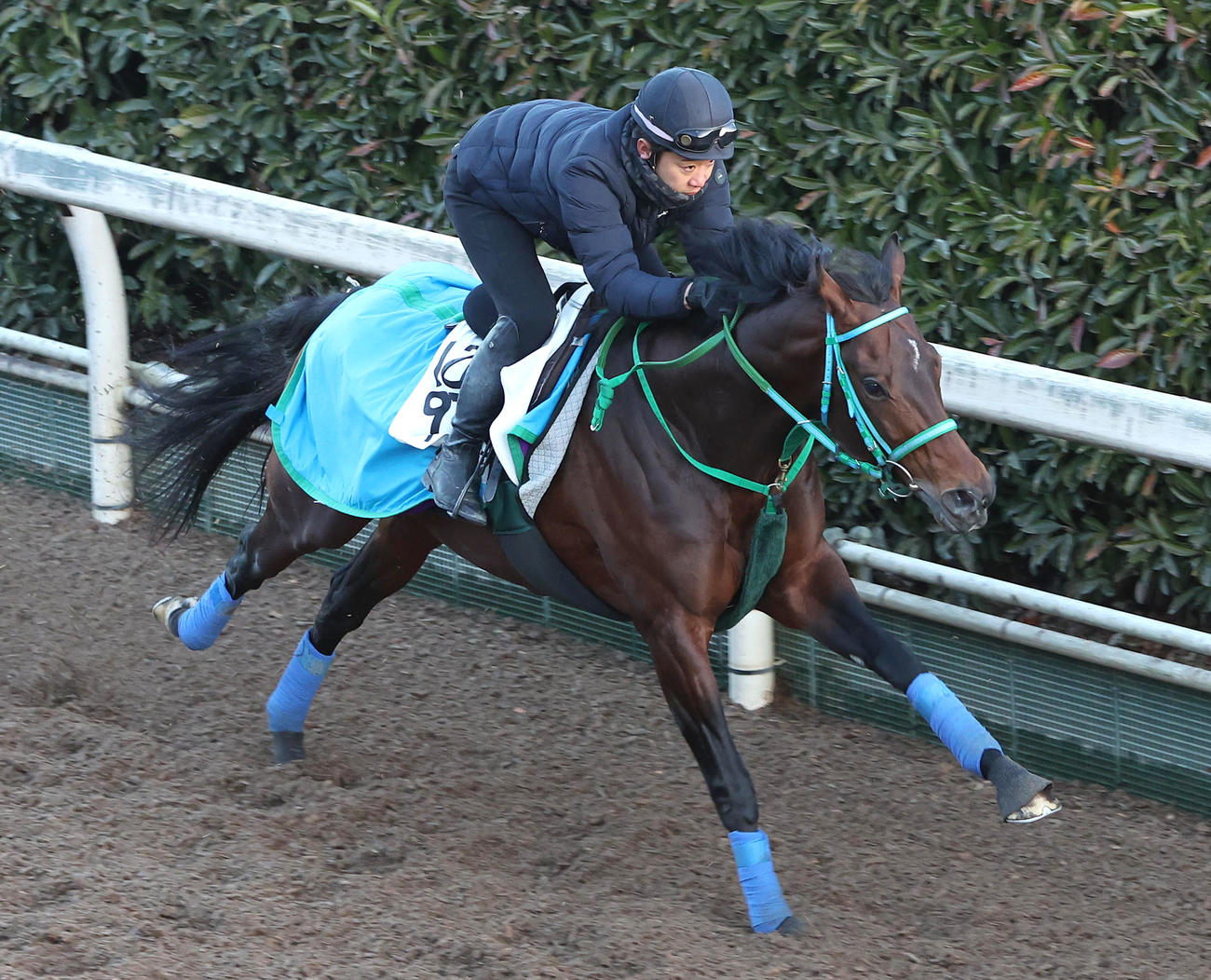 坂路を単走で追い切るプラダリア（撮影・白石智彦）