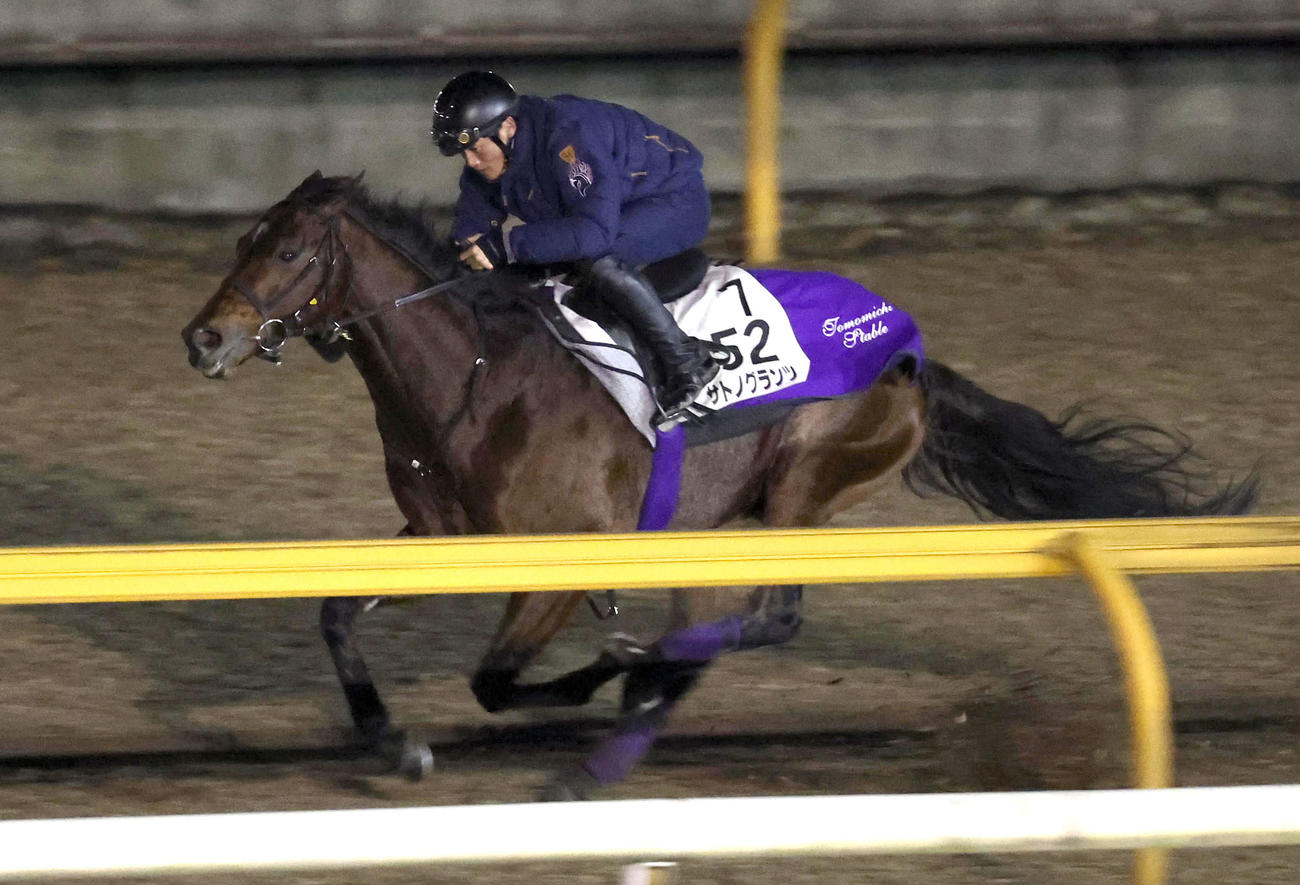 Cウッドを単走で追い切るサトノグランツ（撮影・白石智彦）
