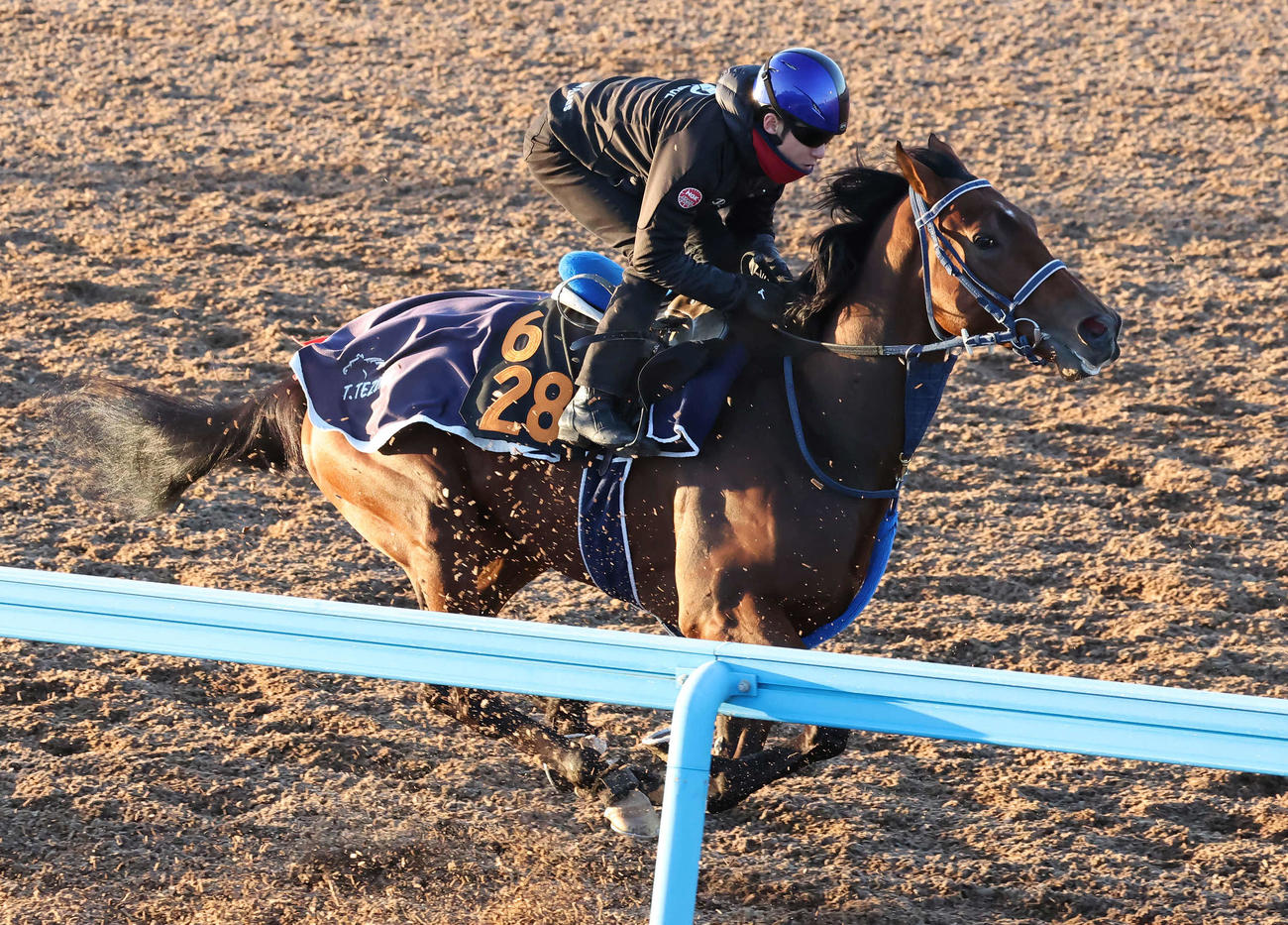ショーマンフリートは美浦ウッドで先行する僚馬を追い上げた（撮影・丹羽敏通）