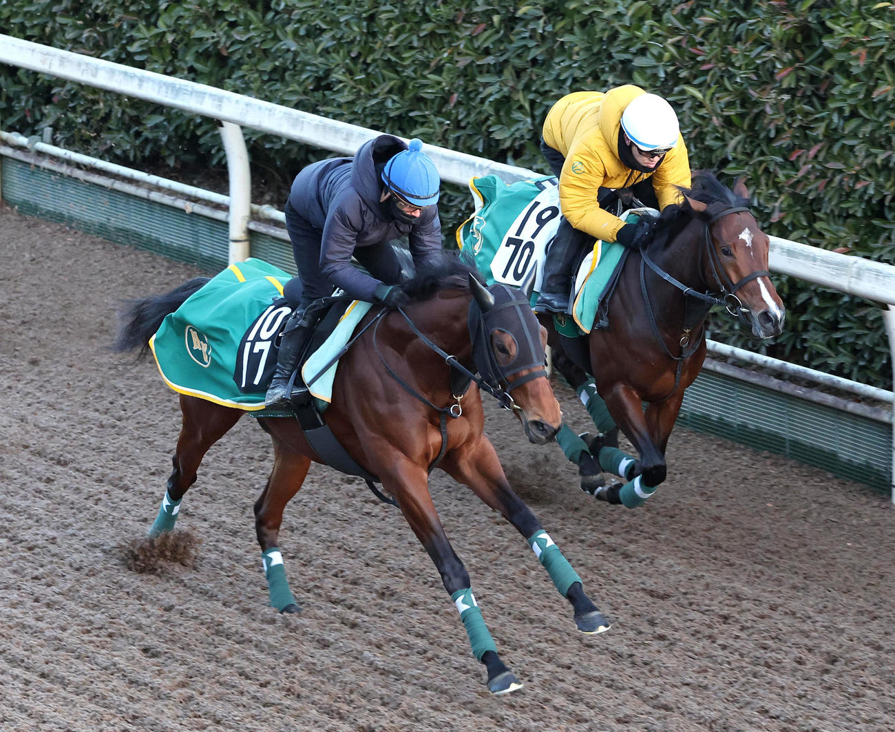 ベラジオボンド（左）は岩田望騎手を背に坂路でマコトヴェリーキーと併せて追い切る（撮影・白石智彦）