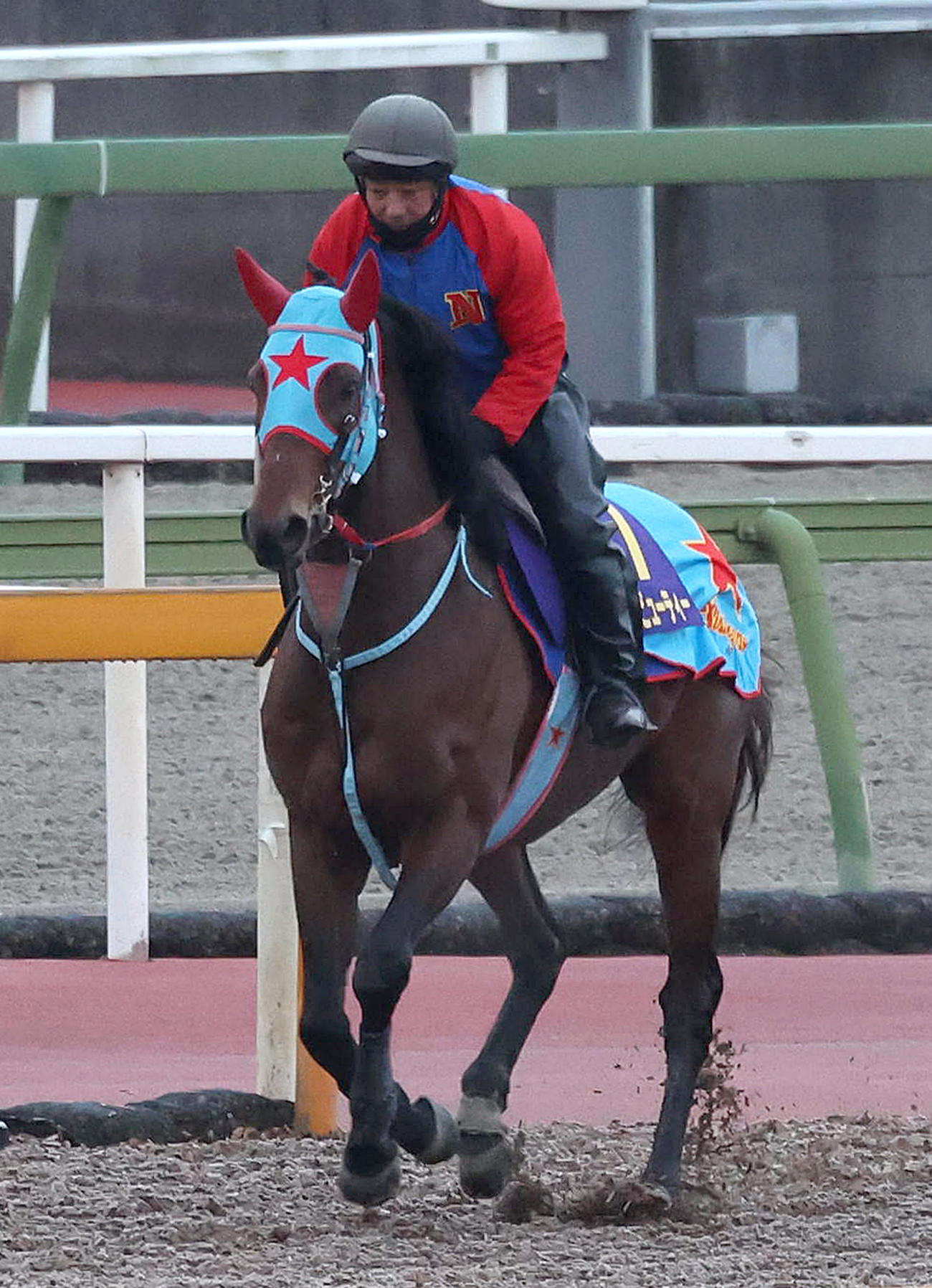 馬場入りするタガノビューティー（撮影・白石智彦）