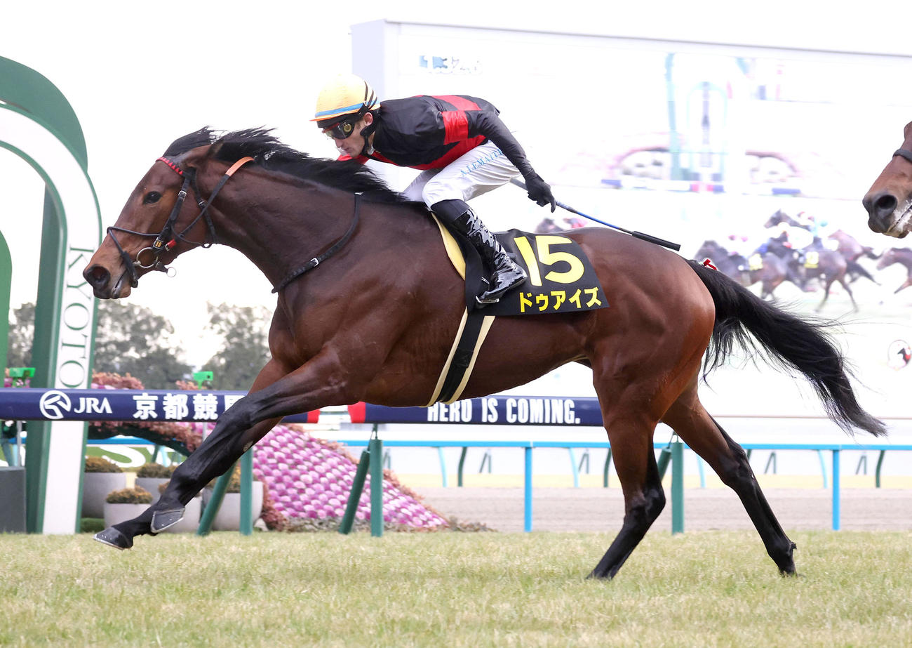 京都11R、直線抜け出して洛陽Sを制したドゥアイズ（撮影・白石智彦）