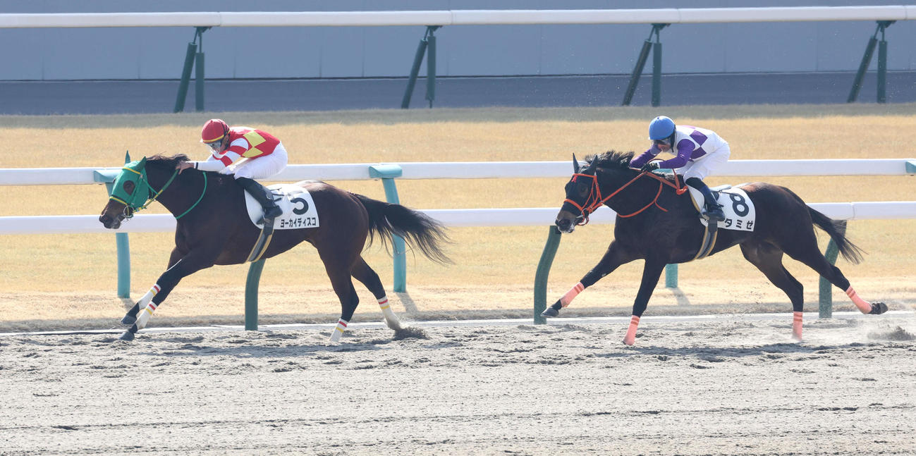 京都4R、逃げ切りで新馬戦を制したヨーカイディスコ（左）（撮影・白石智彦）