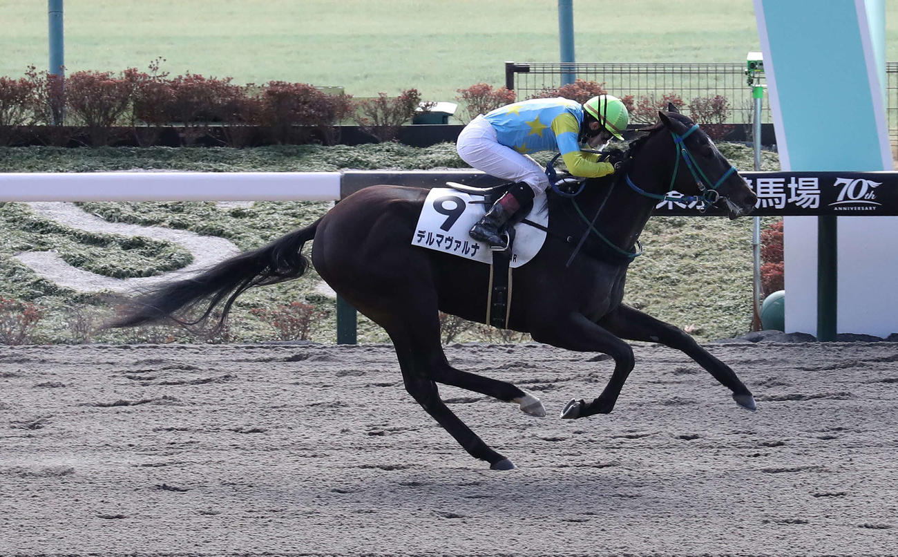 東京4R、直線外から伸びて3歳新馬戦を制したデルマヴァルナと菅原隆騎手（撮影・丹羽敏通）