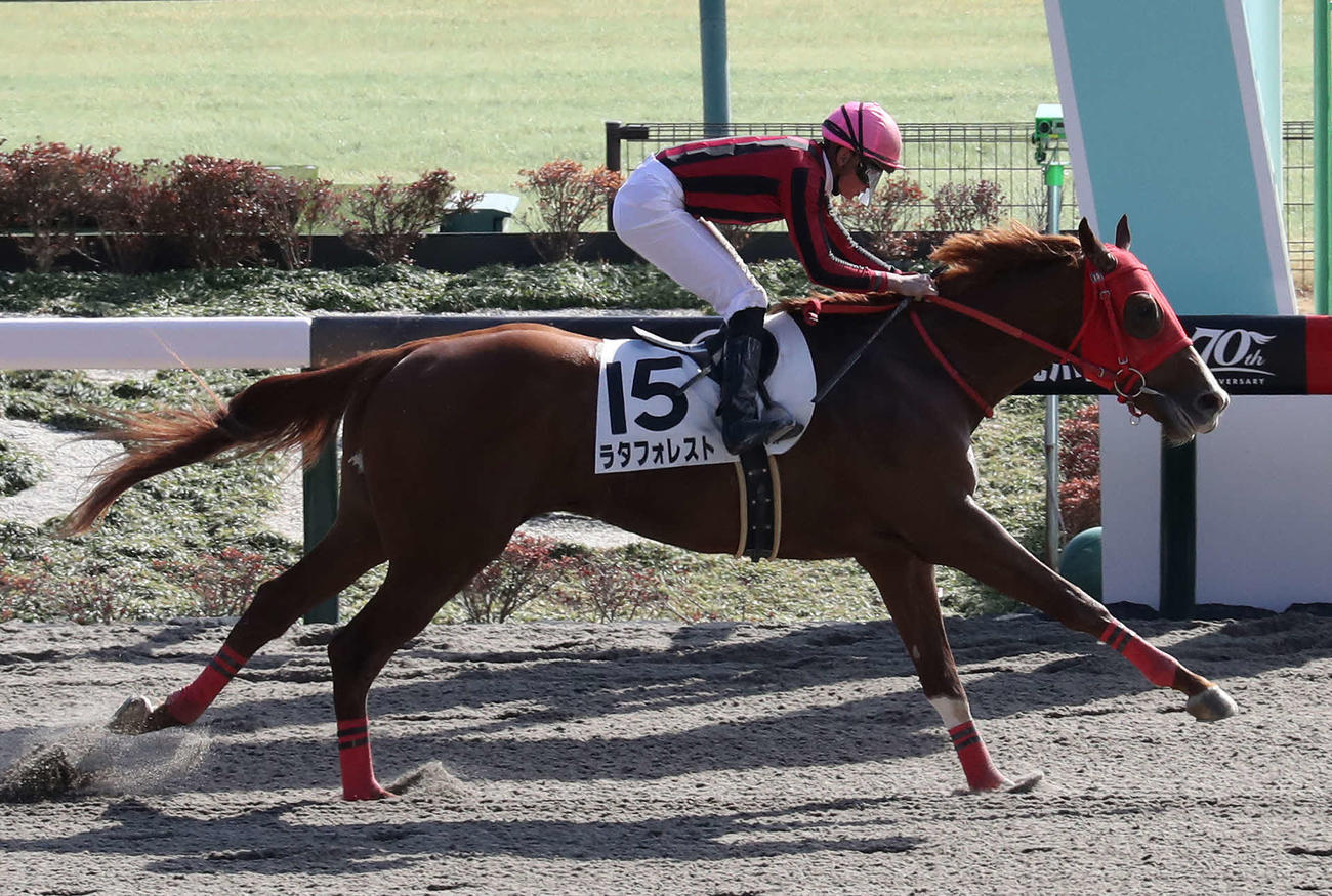 東京7R、3歳1勝クラスを制したラタフォレストと岩田望騎手（撮影・丹羽敏通）