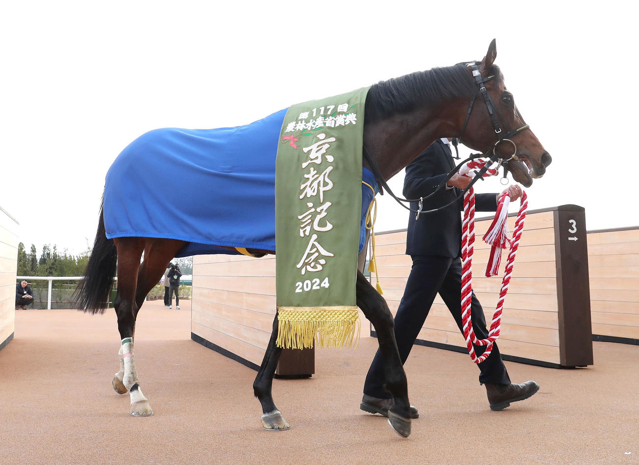 京都記念を勝利したプラダリア（撮影・白石智彦）