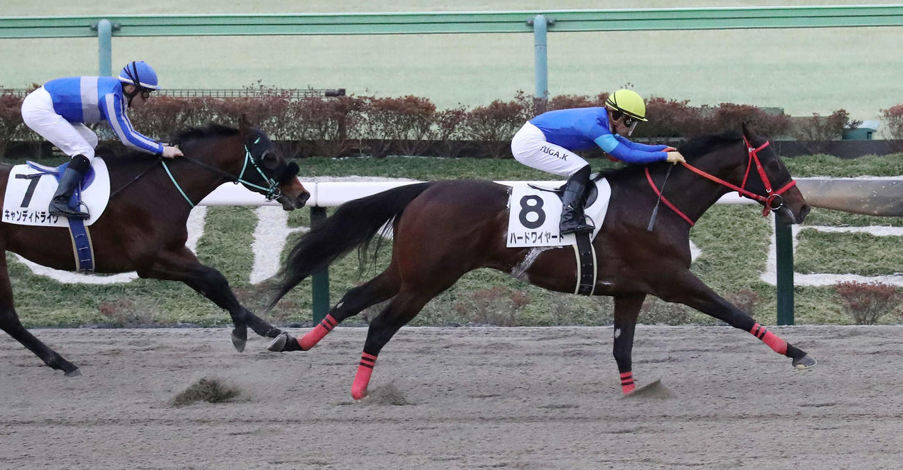 東京12R、4歳以上2勝クラスを制したハードワイヤードと川田騎手（撮影・丹羽敏通）