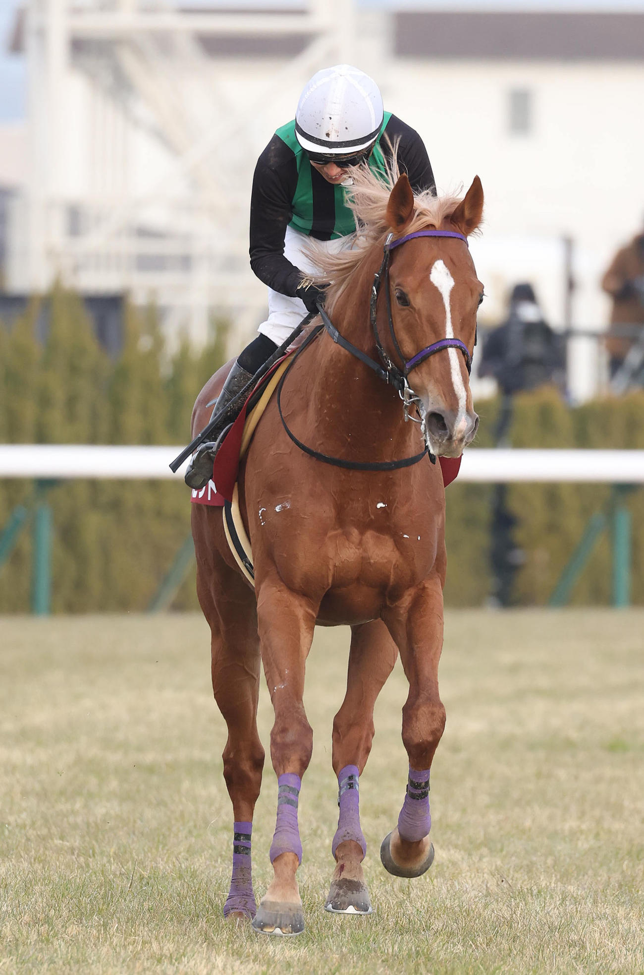 京都記念、3着に入ったバビット（撮影・白石智彦）