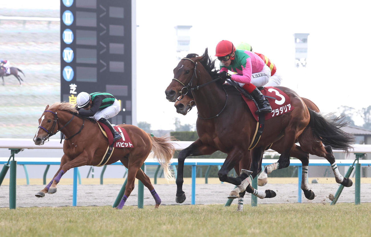 ベラジオオペラとの競り合いを制して京都記念を勝利したプラダリア。左は3着バビット（撮影・白石智彦）