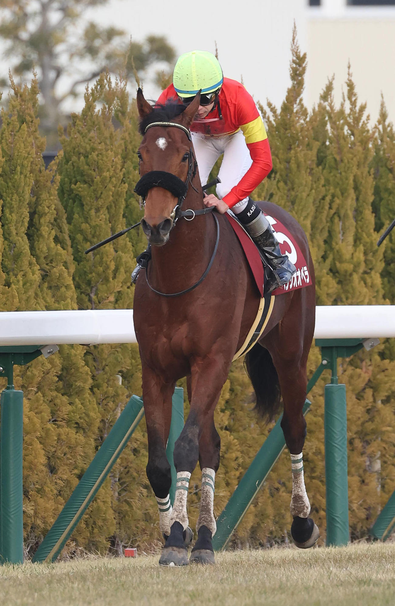 京都記念、2着に敗れた1番人気のベラジオオペラ（撮影・白石智彦）