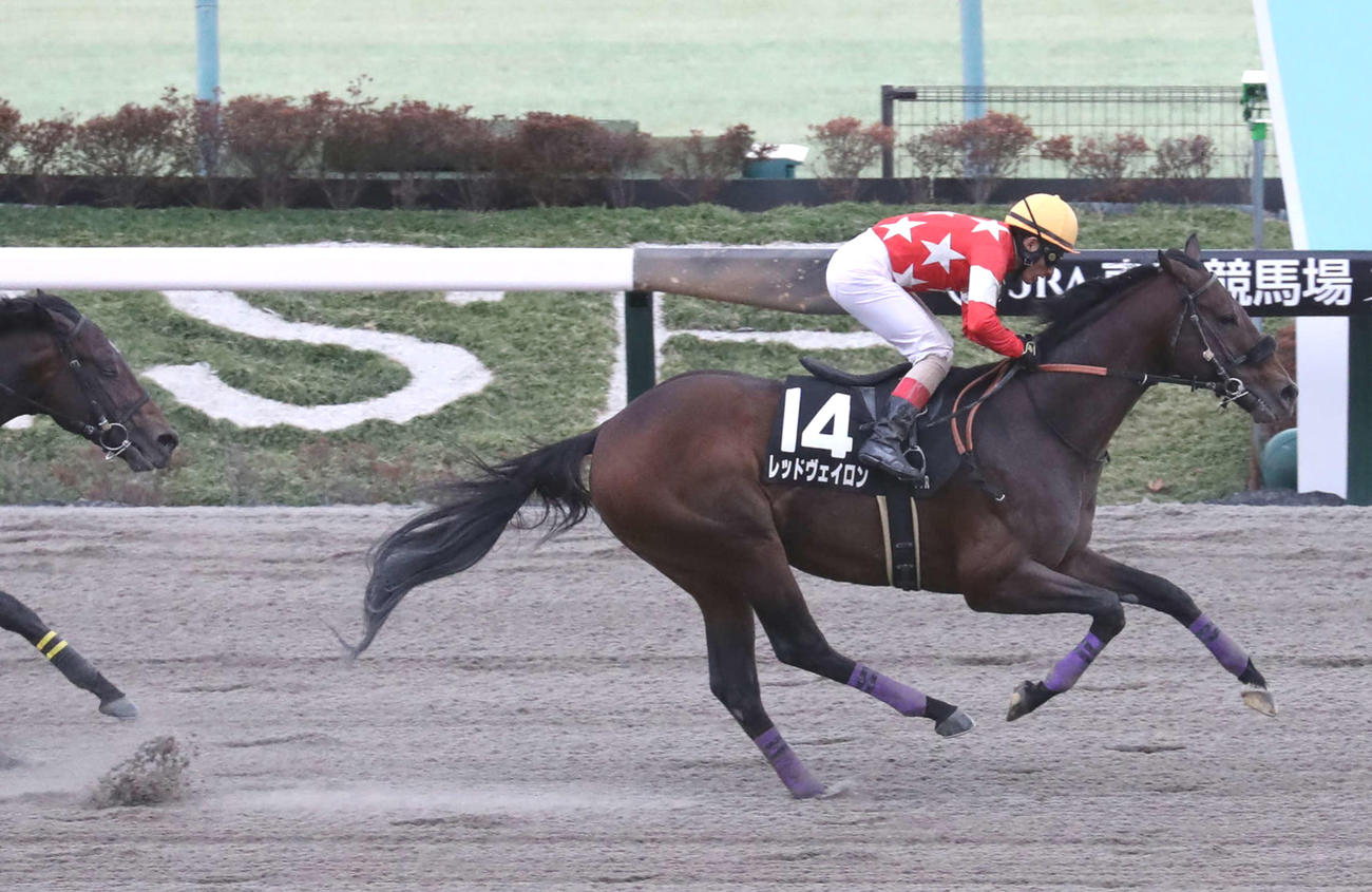 バレンタインSを制したレッドヴェイロンと吉田豊騎手（撮影・丹羽敏通）