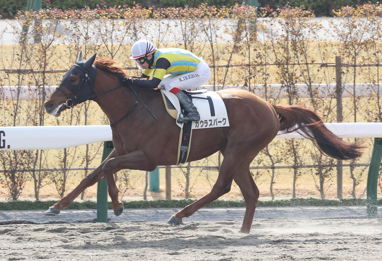 京都3R、直線抜け出して新馬戦を制したガウラスパーク（撮影・白石智彦）