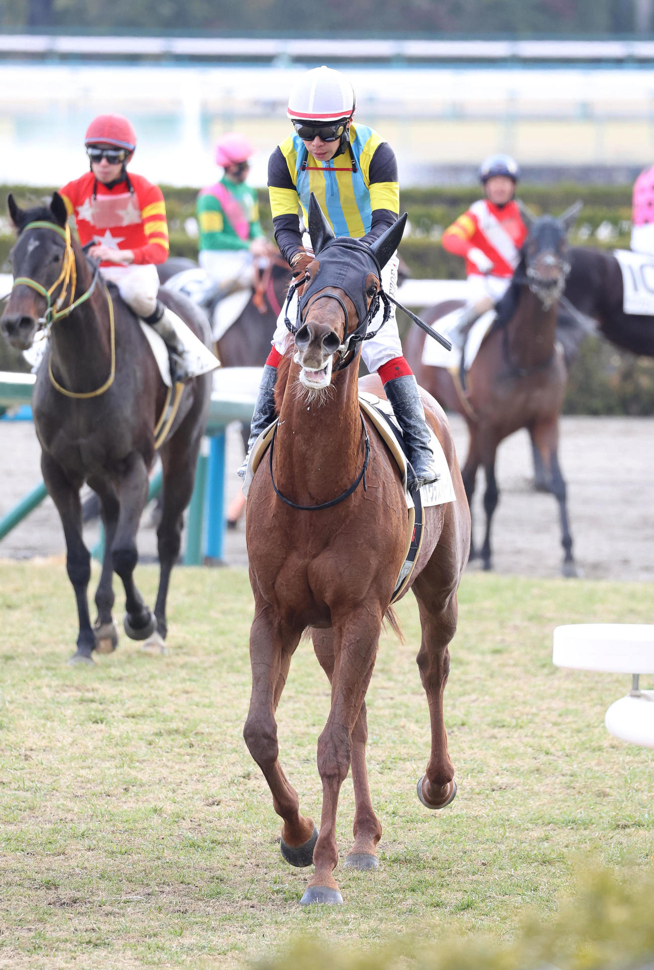 京都3R、新馬戦を制したガウラスパーク（撮影・白石智彦）