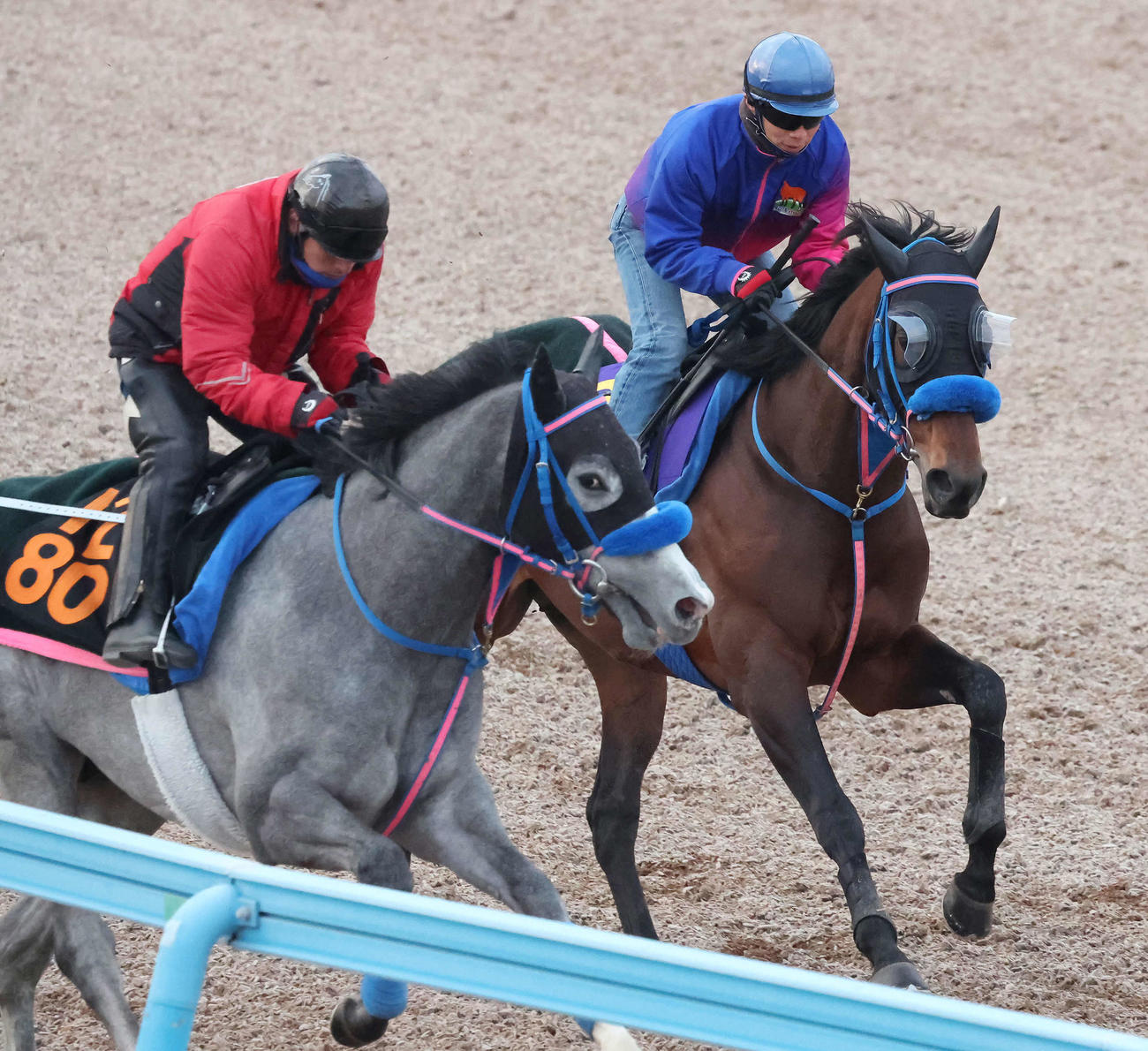 ウィルソンテソーロ（右）は美浦ウッドを併せ馬で追い切られた（2024年2月8日撮影）