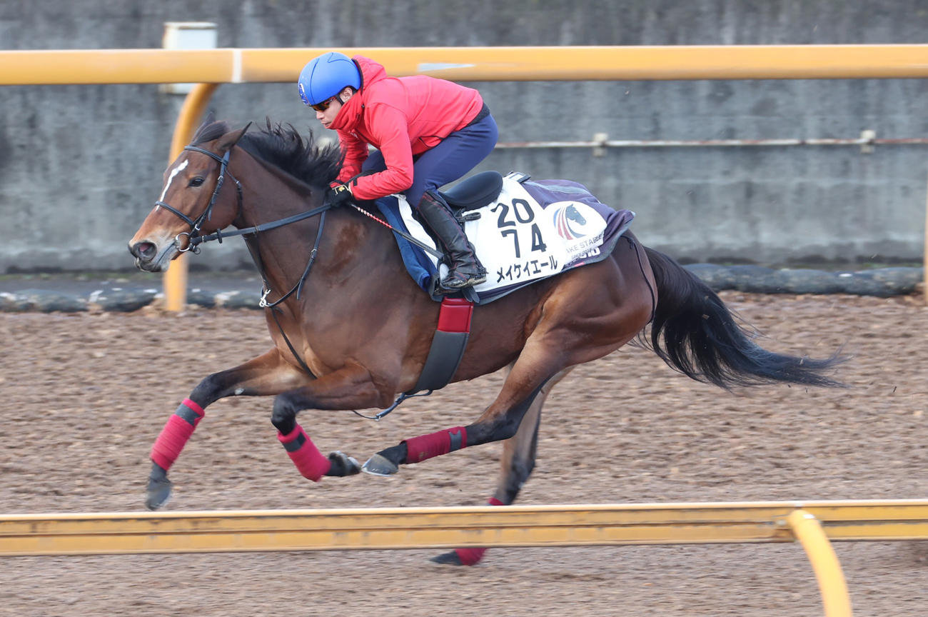 池添騎手を背に追い切るメイケイエール（2024年2月7日撮影）