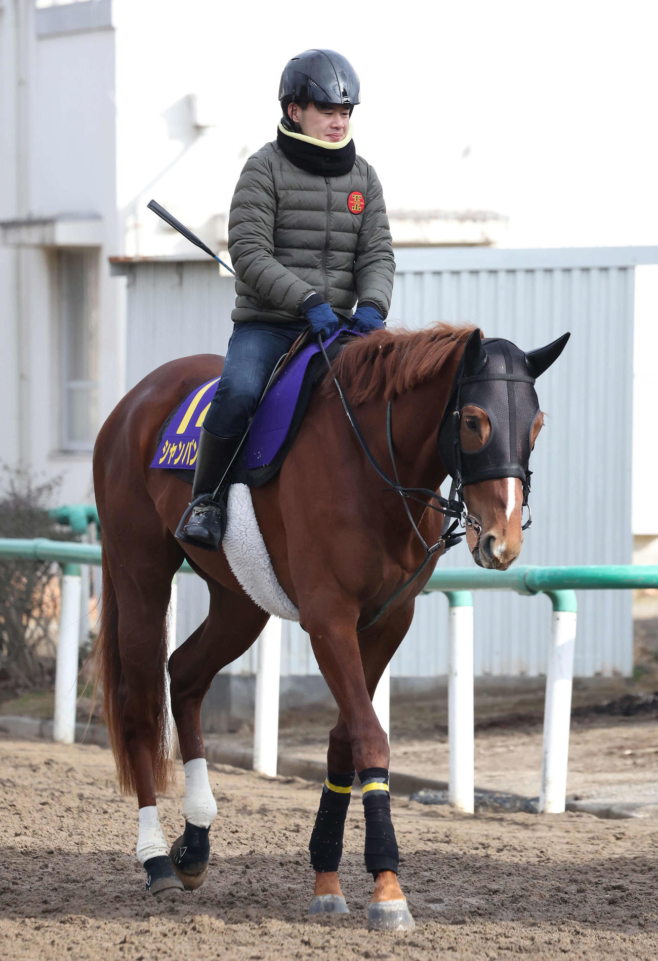 乗り運動するシャンパンカラー（2024年2月8日撮影）