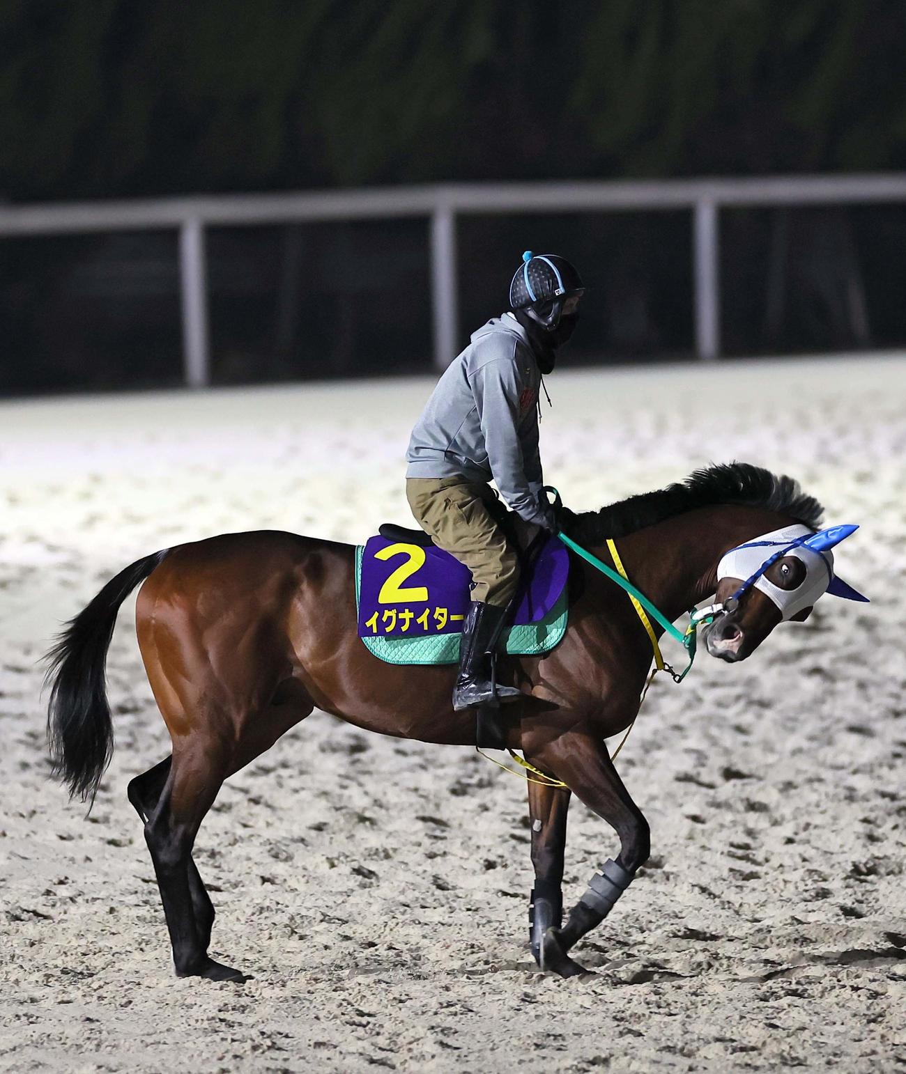 フェブラリーSの追い切りを園田競馬場でするイグナイター（撮影・上田博志）
