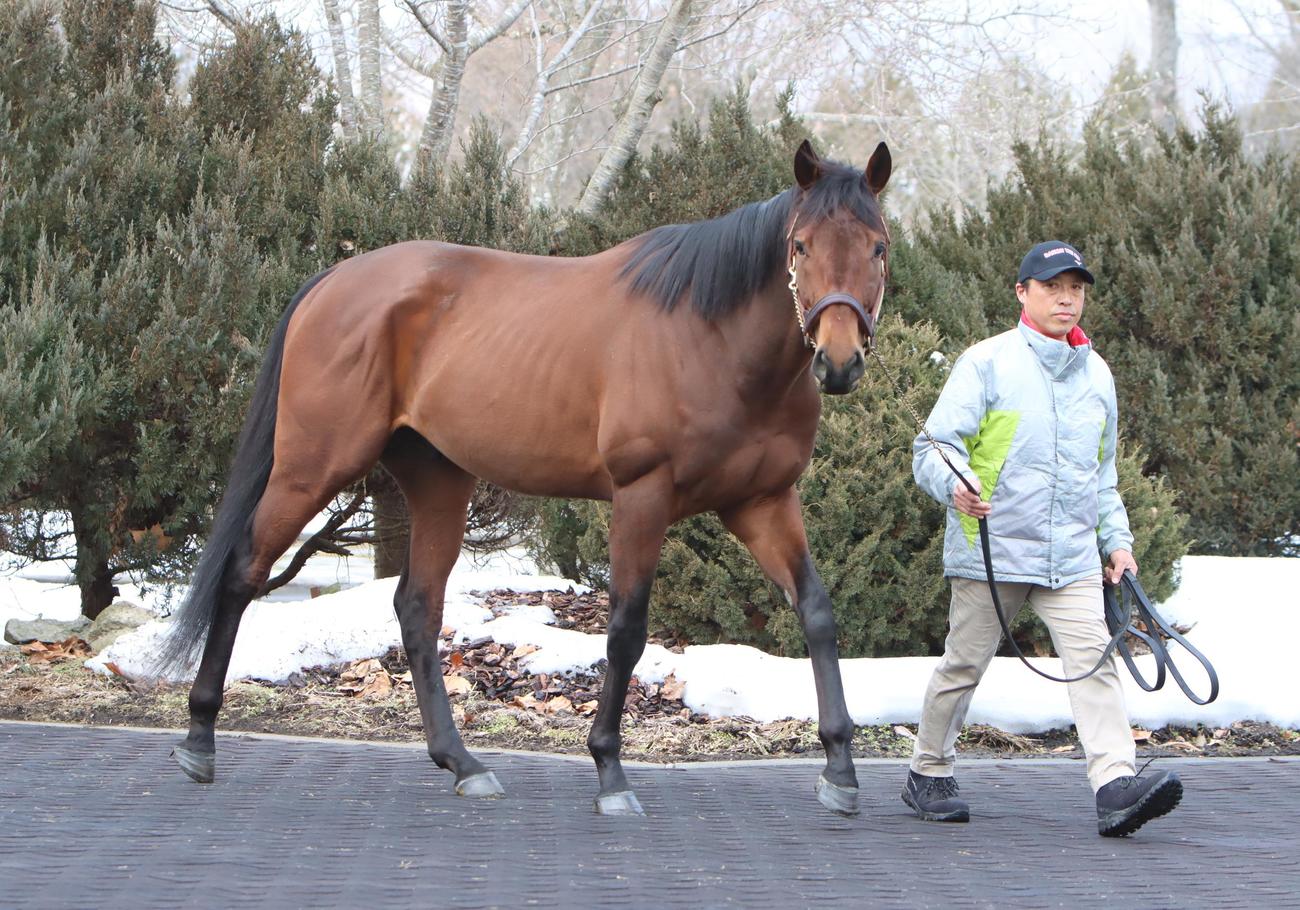お披露目された新種牡馬のダノンザキッド（撮影・奥村晶治）