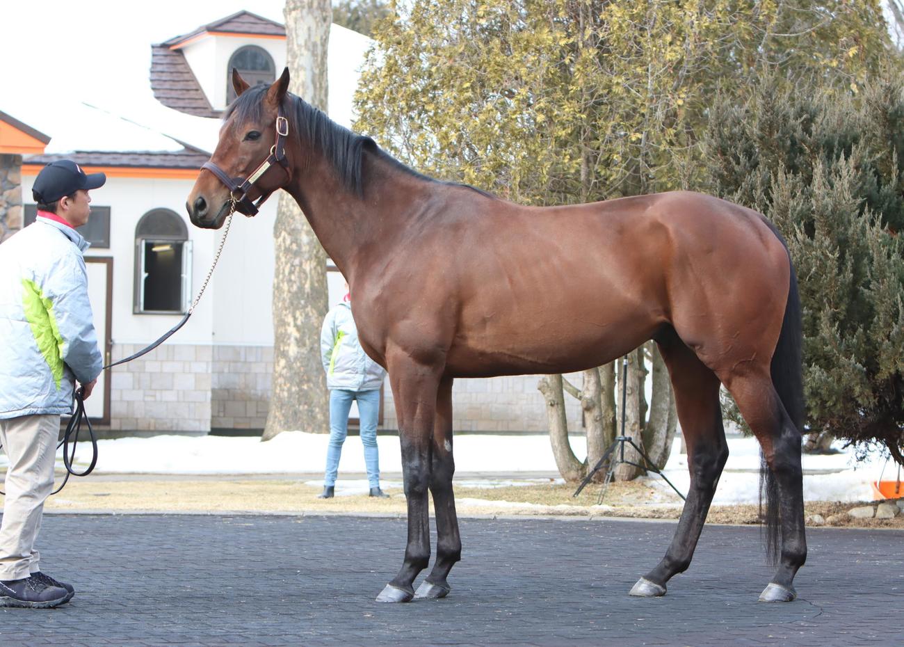 お披露目された新種牡馬のダノンザキッド（撮影・奥村晶治）