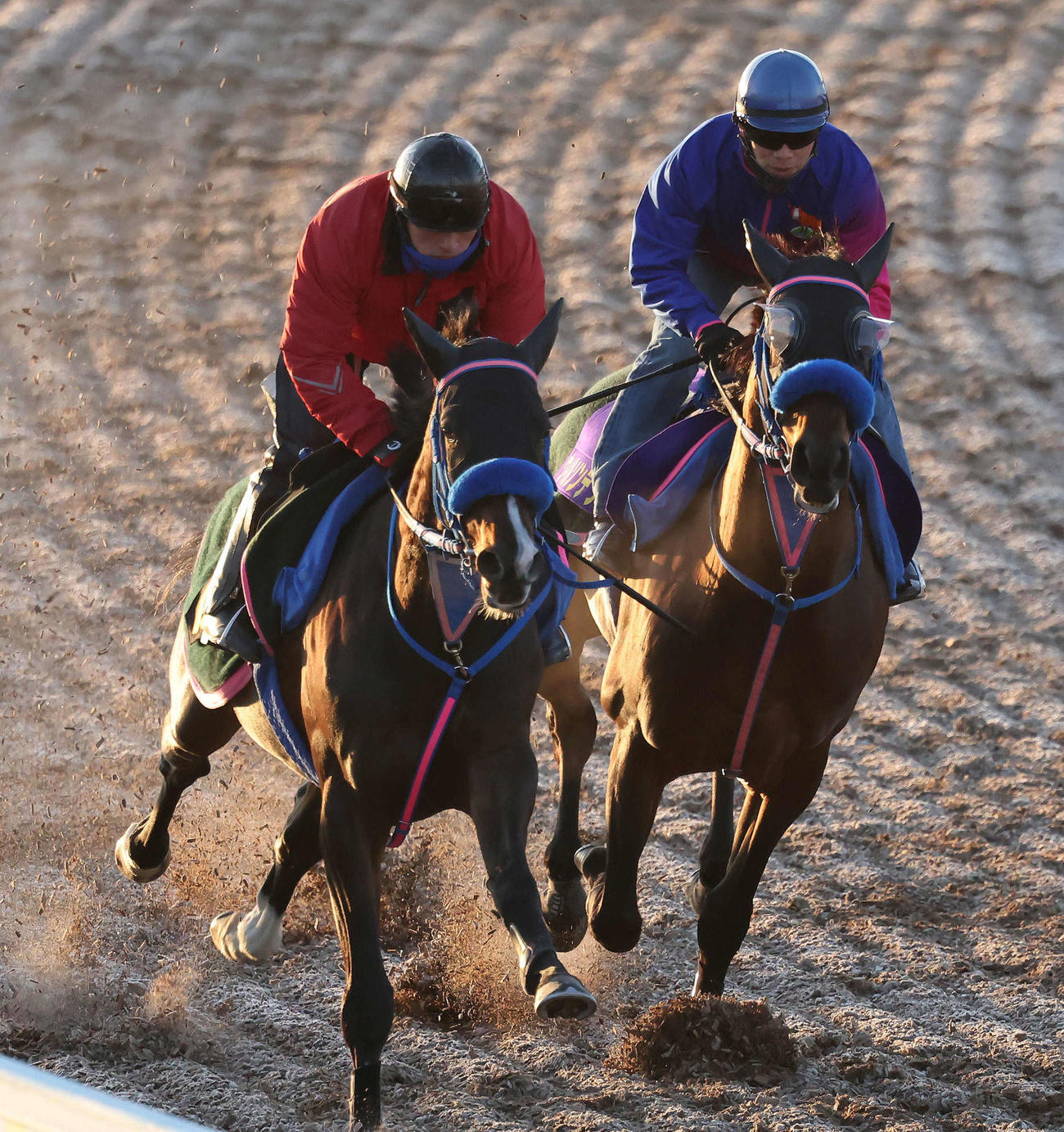 ウィルソンテソーロ（右）は武士沢騎手を背に美浦ウッドを併せ馬で追い切られた（撮影・丹羽敏通）