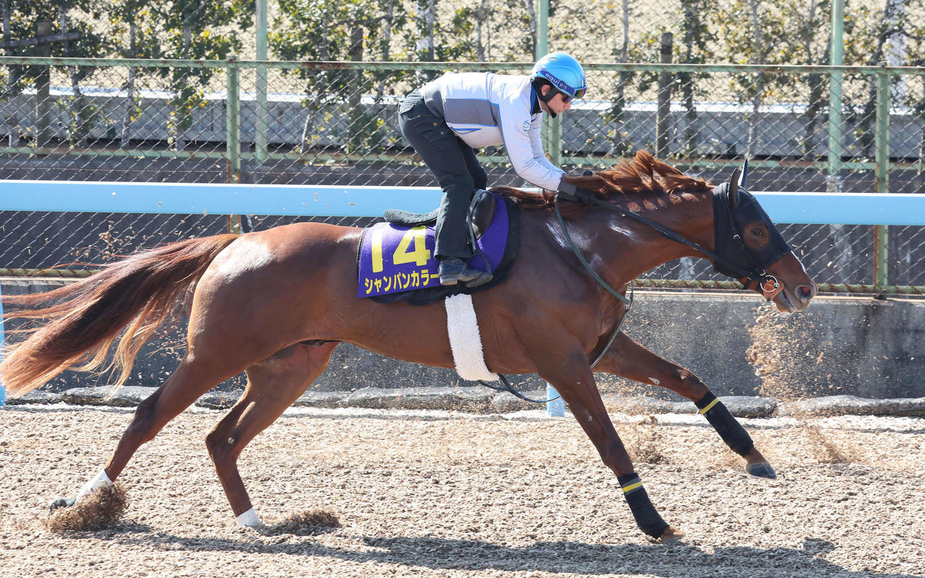シャンパンカラーは内田騎手を背に美浦ウッドで先行する僚馬を追い上げた（撮影・丹羽敏通）