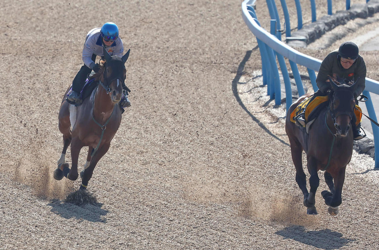 シャンパンカラー（左）は内田騎手を背にプラウドヘリテージと併せて追い切られた（撮影・丹羽敏通）