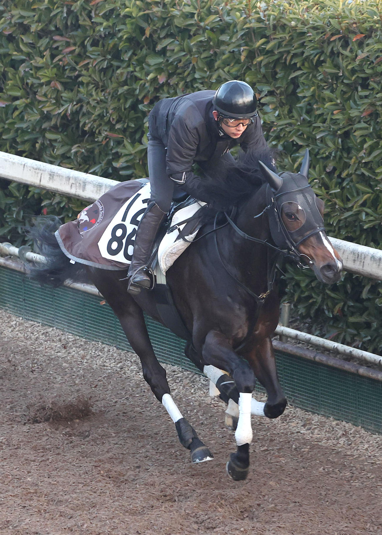 坂路を単走で追い切るダンディズム（撮影・白石智彦）
