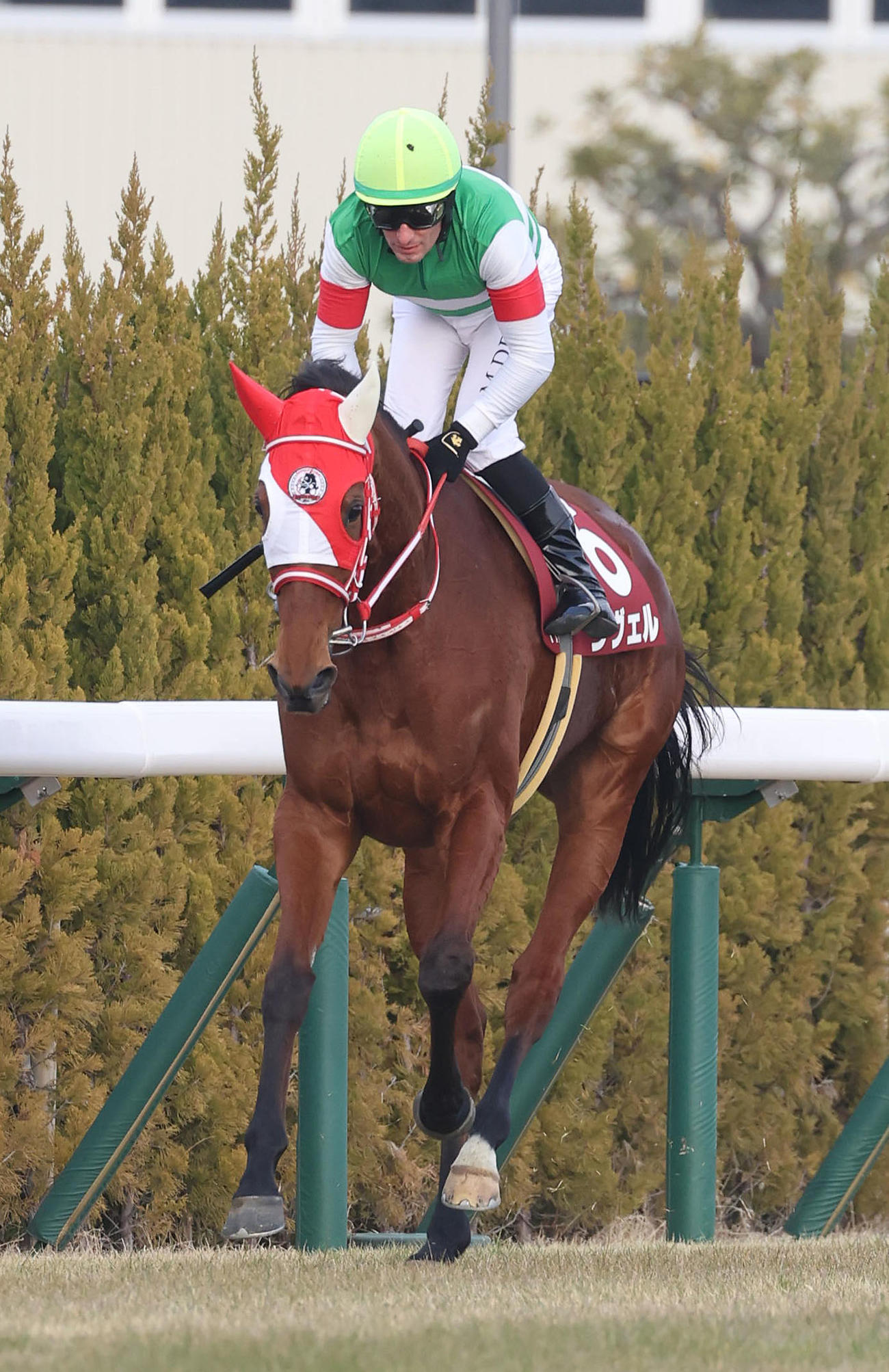 京都記念、5着に敗れたラヴェル（2024年2月11日撮影）