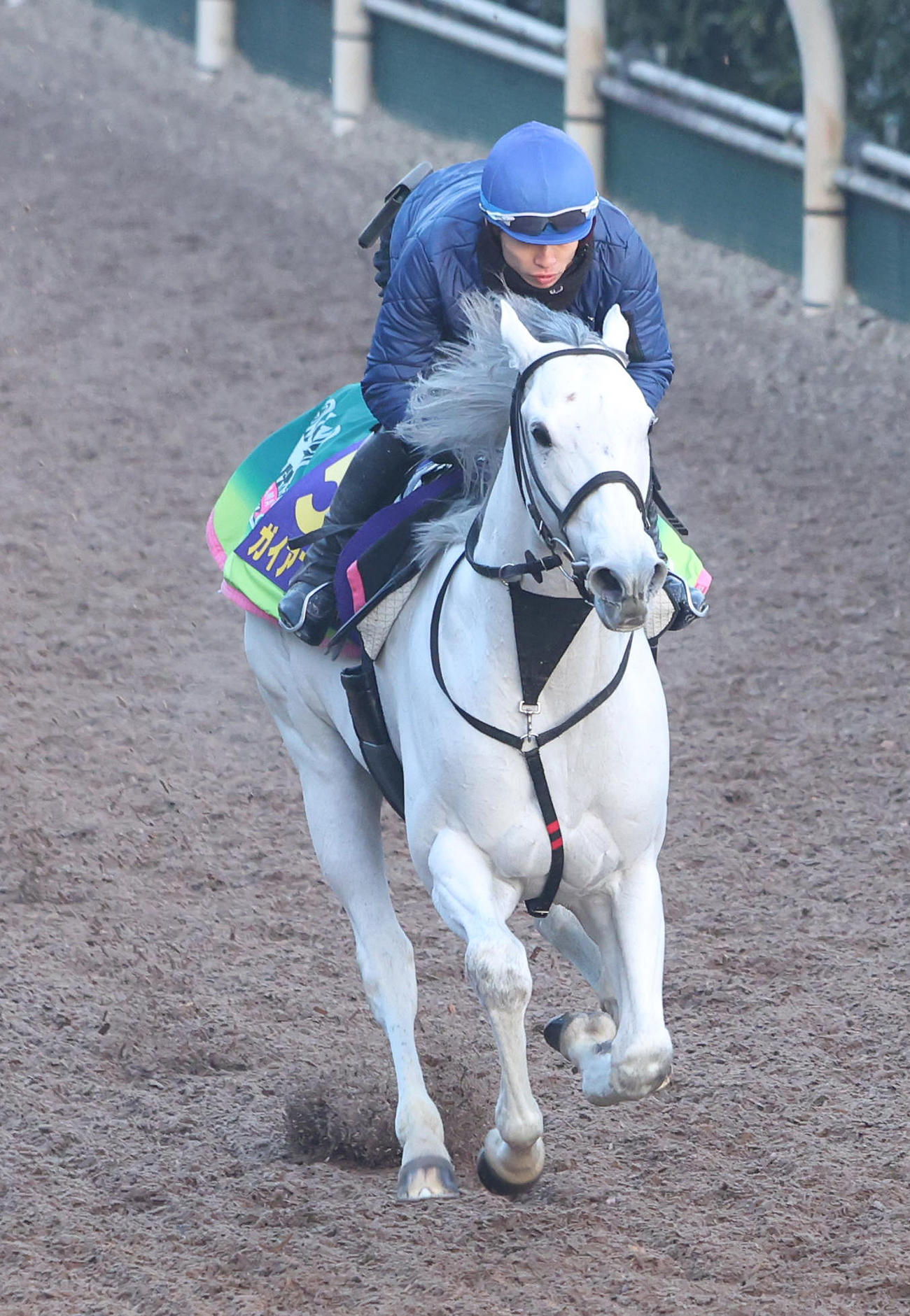 長岡騎手を背に坂路を単走で追い切るガイアフォース（撮影・白石智彦）