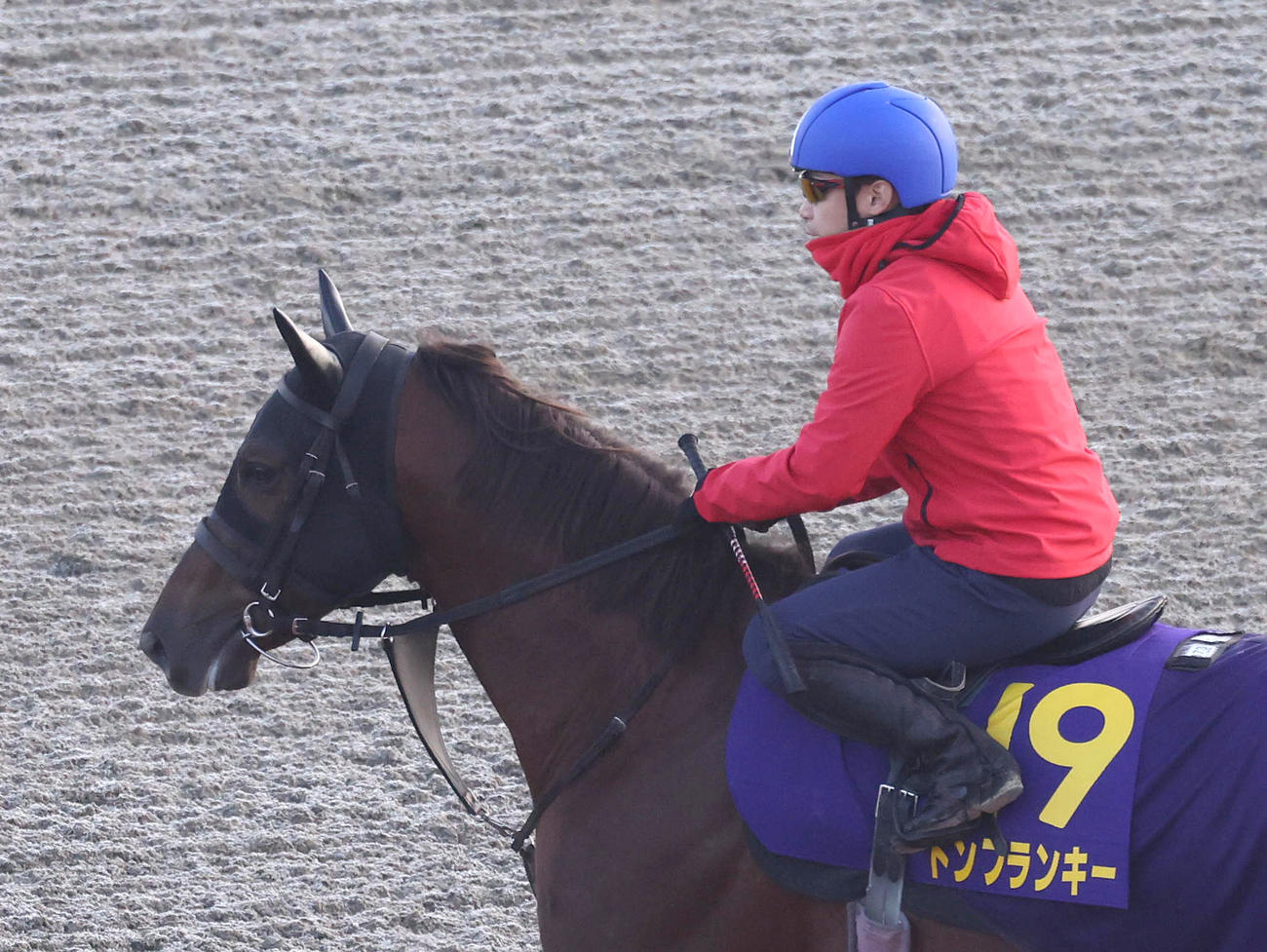 池添騎手を背に馬場入りするドンフランキー（撮影・白石智彦）