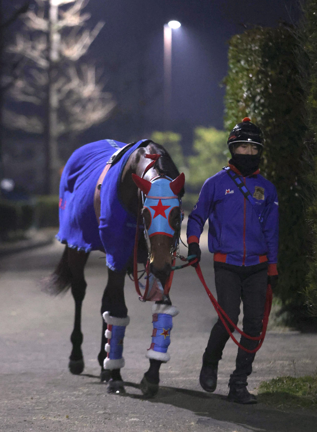 厩舎周りで運動するタガノビューティー（撮影・白石智彦）