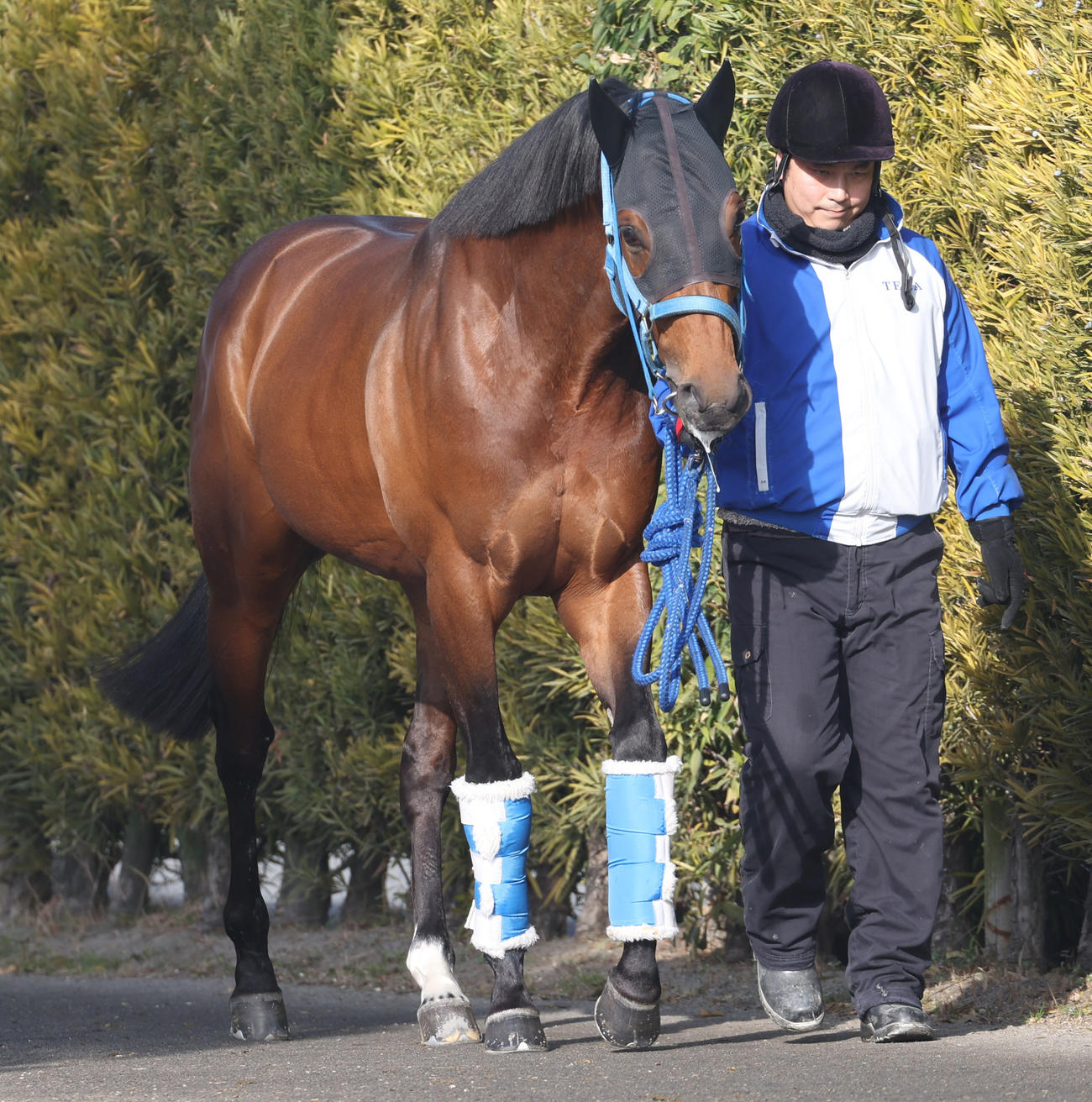 厩舎周りで運動するキングズソード
