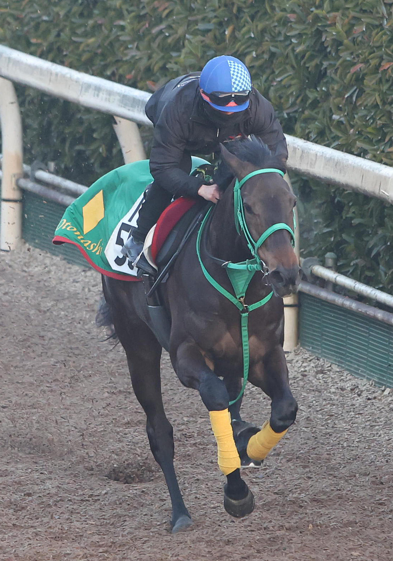 14日、松若騎手を背に坂路で追い切るソーダズリング（撮影・白石智彦）
