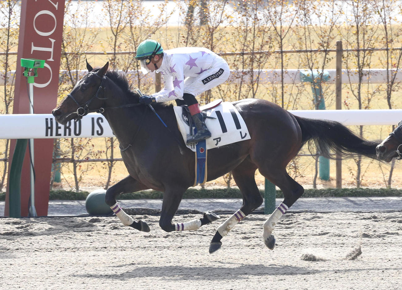 京都3R、3歳未勝利を勝ち上がったアレ（撮影・白石智彦）