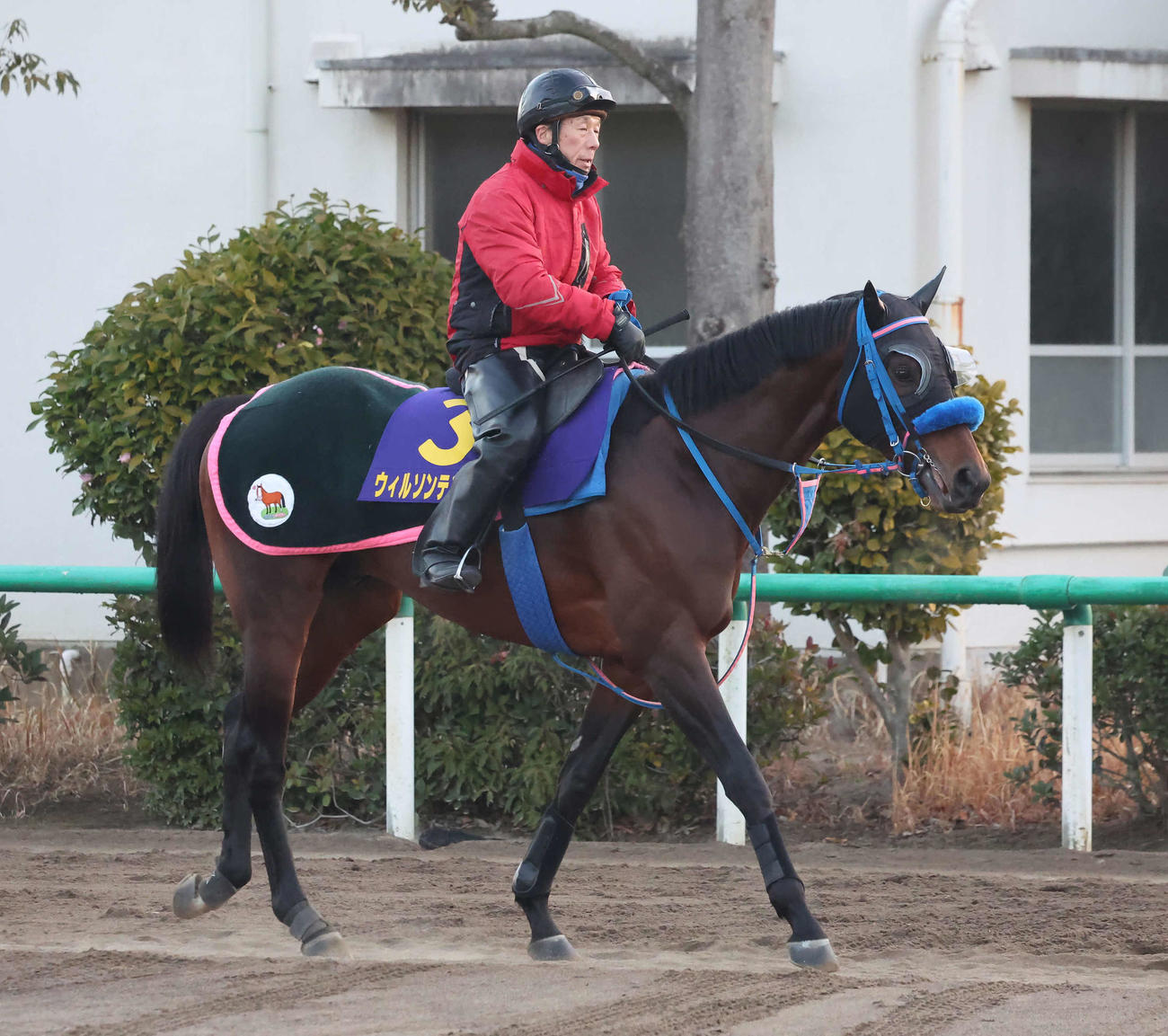 14日、乗り運動するウィルソンテソーロ