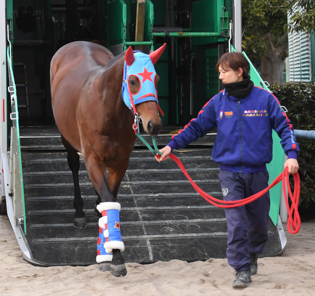 東京競馬場に到着したタガノビューティー（撮影・柴田隆二）