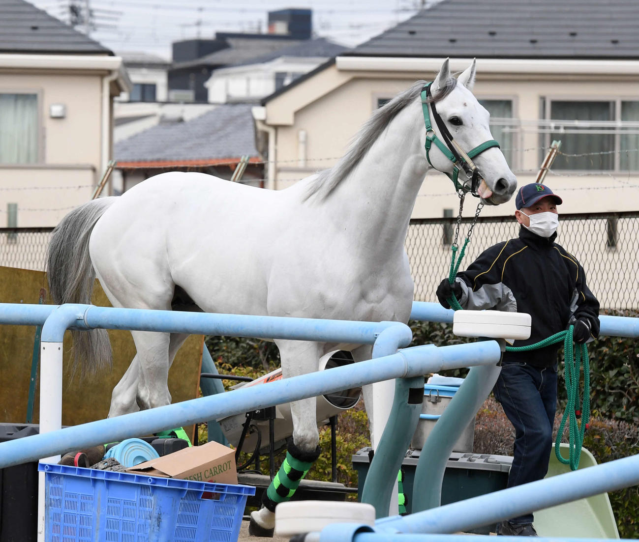 東京競馬場に到着したガイアフォース（撮影・柴田隆二）