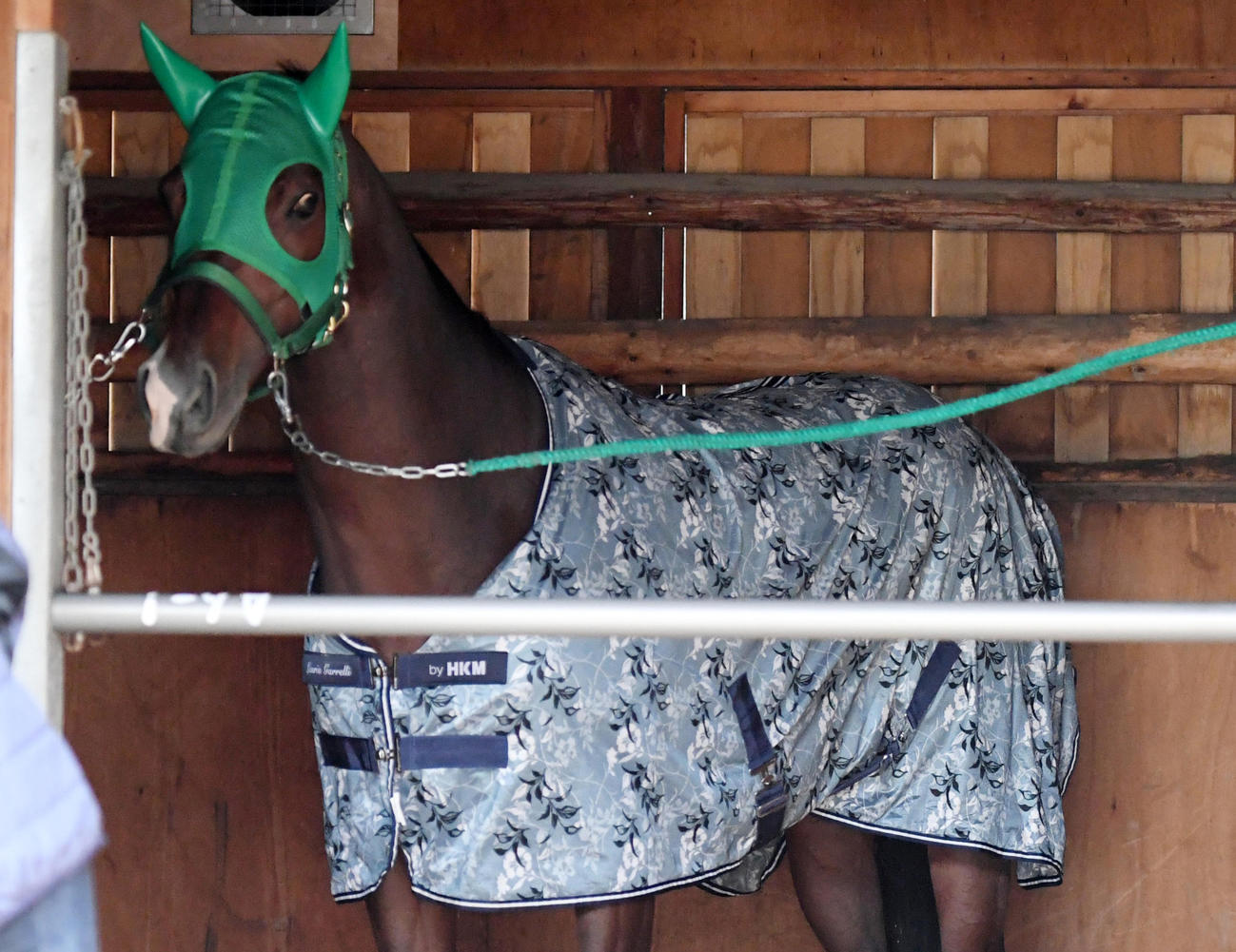 東京競馬場に到着したイグナイター（撮影・柴田隆二）