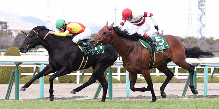4連勝で阪急杯を制したアグリ（左）（撮影・白石智彦）＝2023年2月26日、阪神競馬場