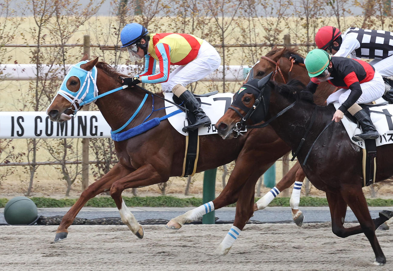 京都8R、柴田善騎手を背に4歳以上1勝クラスを制したアロットドリーム（撮影・白石智彦）