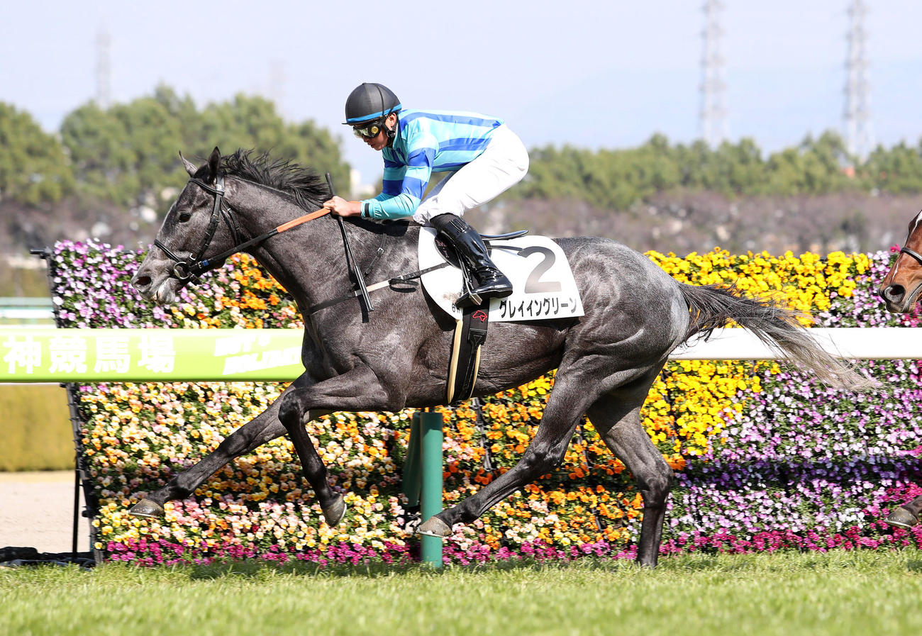 直線抜け出して3歳1勝クラスを快勝したグレイイングリーン（2021年2月21日撮影）