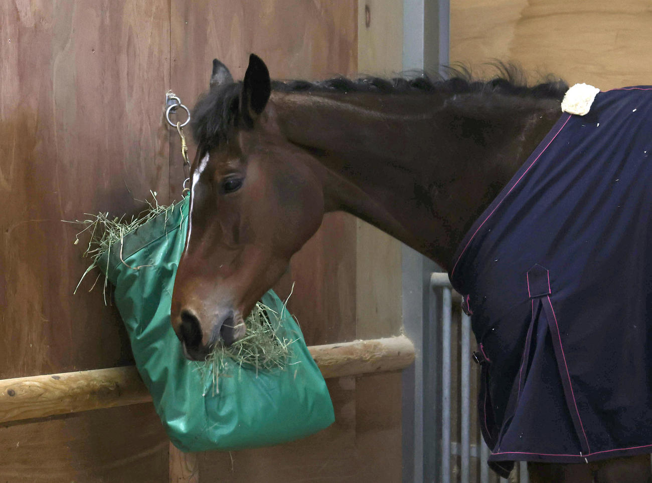 馬房で干し草を食べるメイケイエール（2022年3月撮影）