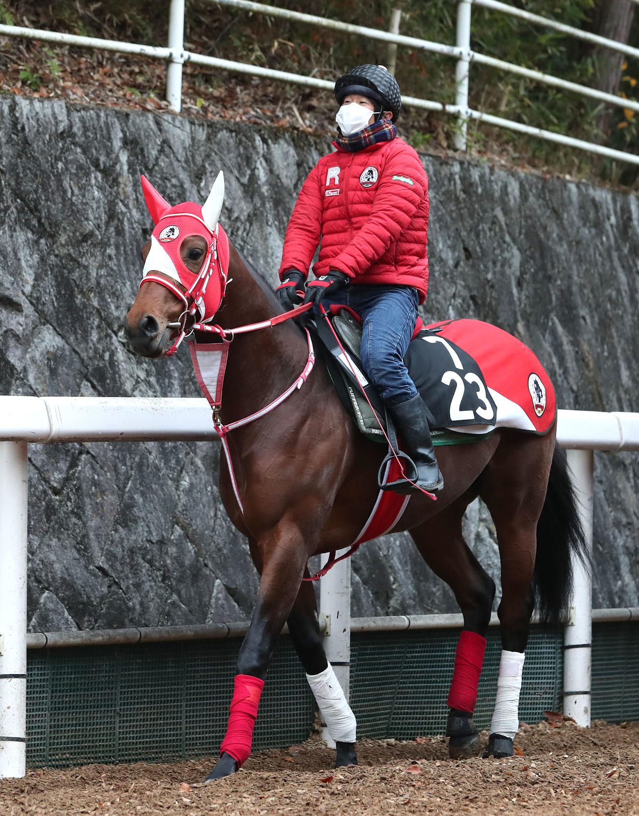 ダノンマイソウル（2021年11月撮影）