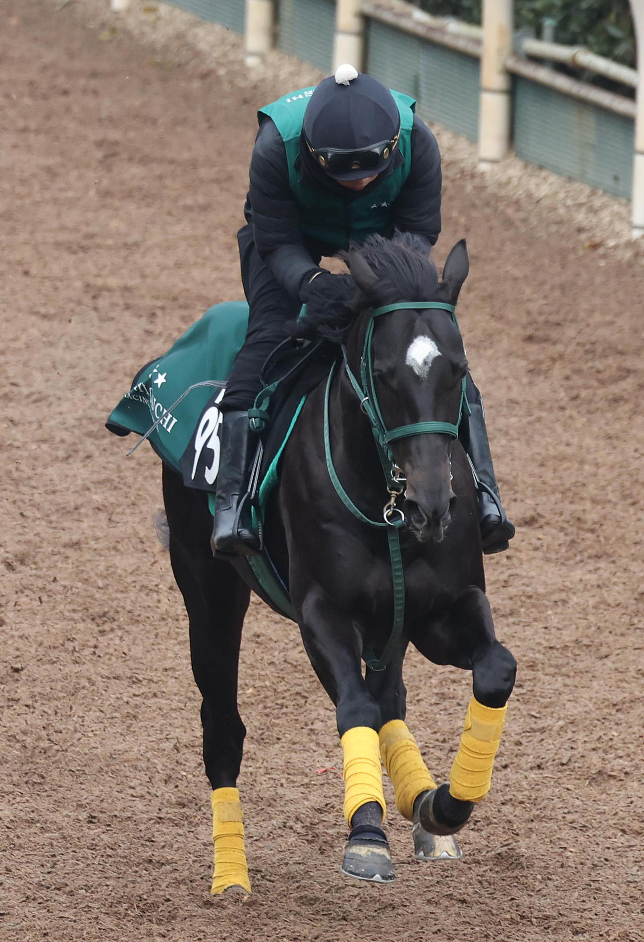2勝目を目指すミカエルパシャ（24年1月10日撮影）
