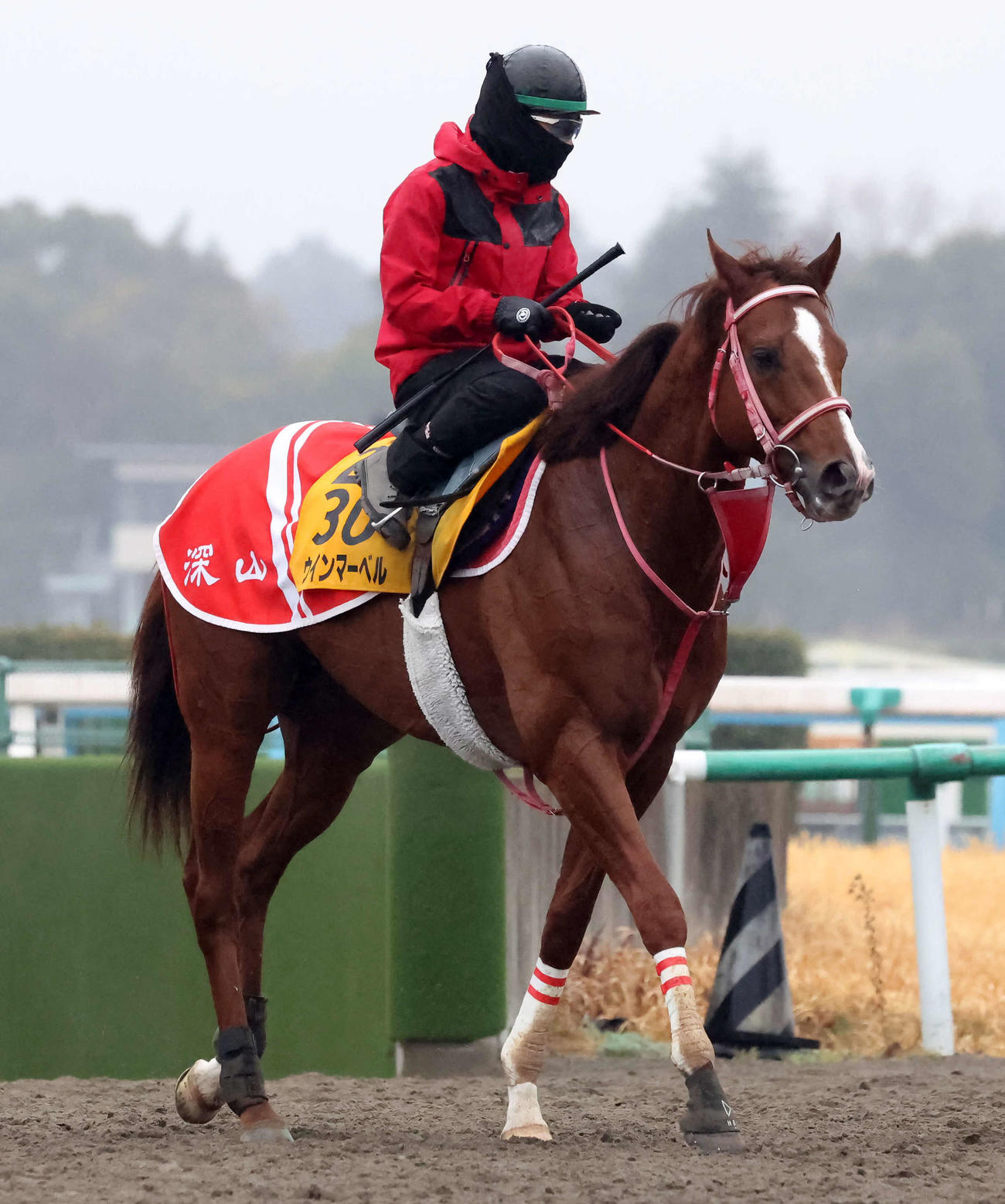 追い切りを終えて馬場を出るウインマーベル（撮影・丹羽敏通）