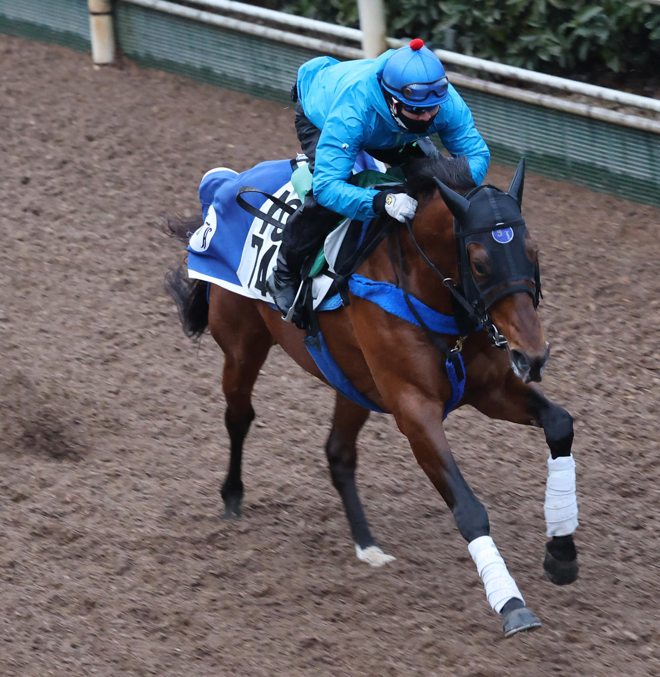 坂路で追い切るスマートクラージュ