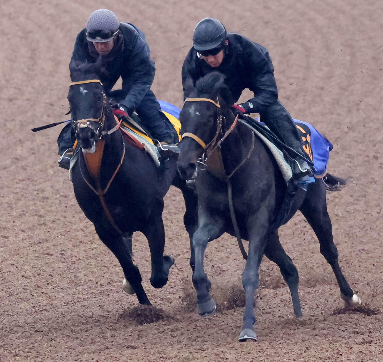 ヒシイグアス（左）は美浦ウッドをチザルピーノと併せて追い切られた（撮影・丹羽敏通）